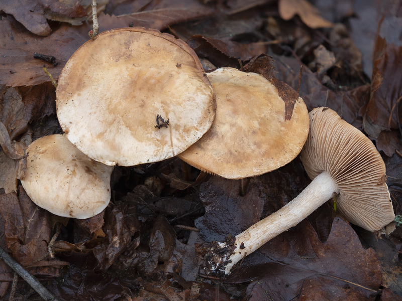 Hebeloma sinapizans (Slzivka ředkvičková)